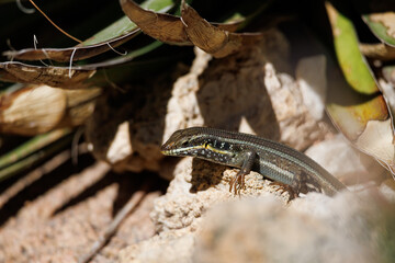 Lizard on the Sinai Peninsula
