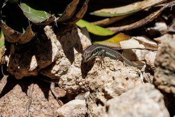 Lizard on the Sinai Peninsula