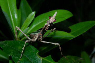 praying mantis on a leaf (Zoolea)
