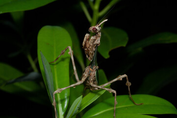 praying mantis on a leaf (Zoolea)