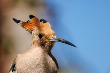 Hoopoe on the Sinai Peninsula