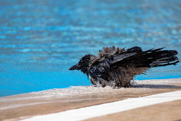 Raven enjoying a refreshment by the pool.