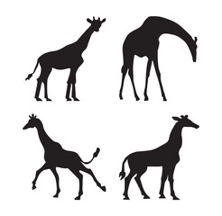  Giraffe Silhouette black color on white background