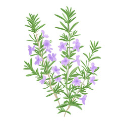 Fototapeta premium Fresh rosemary sprigs with vibrant purple flowers on a white isolate background. transparent background.