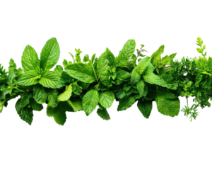 Fresh green herbs arranged on a white isolated background. transparent background.