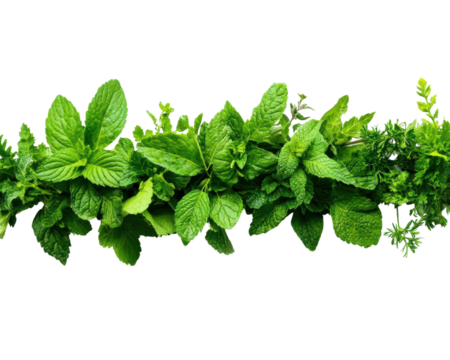 Fresh green herbs arranged on a white isolated background. transparent background.