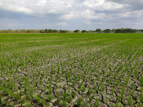Rice plants growing in rice field experiencing drought due to long dry season,location in Sukoharjo,Central Java, Indonesia.