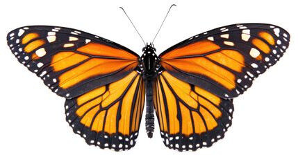 Fototapeta premium Isolated butterfly on a white background showcasing its vibrant orange and black wings, highlighting the beauty of nature in a close-up view