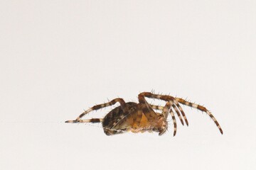 Spider (Araneus diadematus) caught in its web on a window 