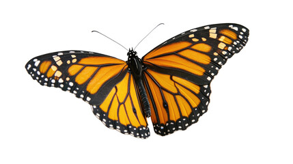 Obraz premium A beautiful orange and black butterfly isolated on a white background, showcasing its delicate wings and vibrant colors