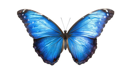 Obraz premium A vibrant butterfly with blue and yellow wings isolated on a white background, showcasing the beauty of nature and the colorful patterns of a tropical insect