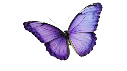 Obraz premium A colorful butterfly with blue and black wings, isolated on a white background, showcasing the beauty of nature in spring and summer