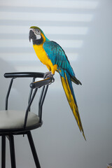 blue and yellow macaw © Arafat