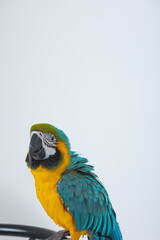 blue and yellow macaw ara © Arafat