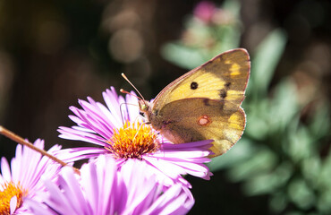 a butterfly collects nectar on a small lilac aster