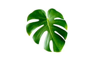 Top veiw, Bright fresh monstera green leaf isolated on white background for stock photo or...