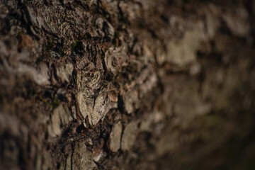 brown oak bark, close up - background wallpaper