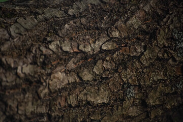 brown oak bark, close up - background wallpaper