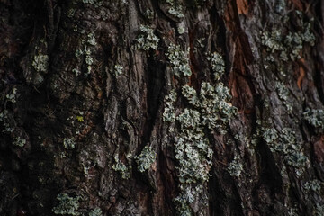 pine bark texture close up - background wallpaper