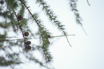fir branches and cones, bokeh - photo wallpaper background