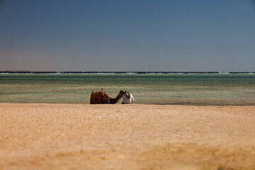 On the beach in Sharm el Sheikh 