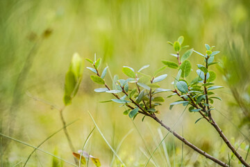 Eco-friendly picture, beautiful fresh green leaves on green background, bokeh - background wallpaper
