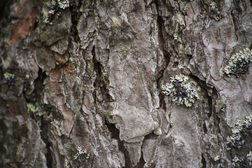 background surface pine wood pattern wallpaper