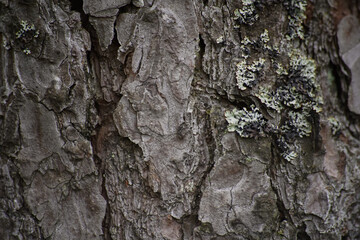 background surface pine wood pattern wallpaper