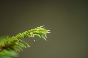 spruce branch on green background bokeh close-up - background wallpaper.
