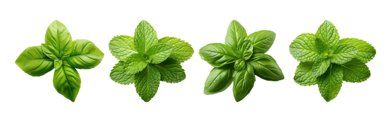 Fresh green basil and mint leaves arranged in a symmetrical pattern on a transparent background