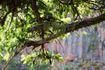 Fototapeta premium Wald in Canada West, British Columbia