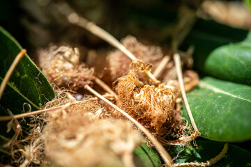Macro Photo of Bushes on Ground