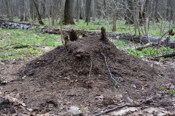 an anthill on the ground in the forest with tree trunks in the background