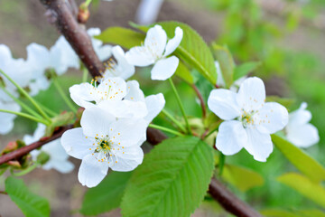 a branch of cherry tree with white flowers close up