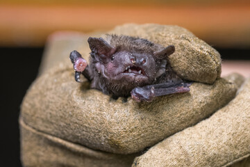 Bat held in a leather glove.
