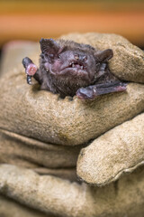 Bat held in a leather glove.
