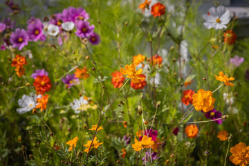 Pretty cosmos flowers growing in the summer sunshine, with selective focus