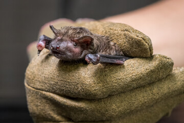 Bat held in a leather glove.
