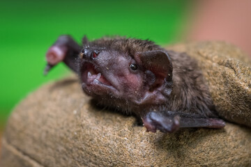 Bat held in a leather glove.
