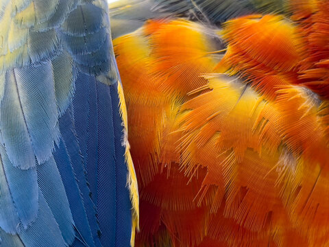 Tropical bird feathers from Macaws