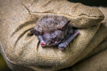 Bat held in a leather glove.

