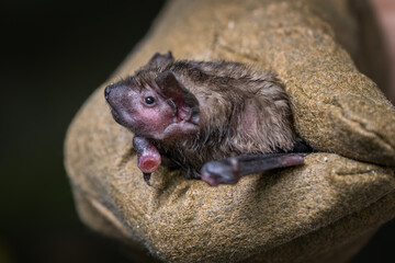 Bat held in a leather glove.
