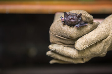 Bat held in a leather glove.
