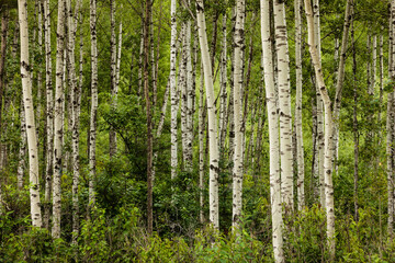 Fototapeta premium Aspen trees in late summer provide contrasting lines in the north woods forest near Harshaw, Wisconsin