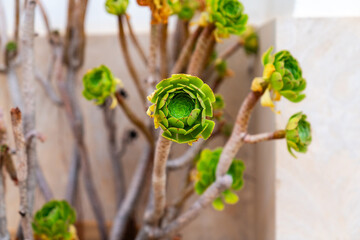 Nahaufnahme einer großen Sukkulenten Pflanze