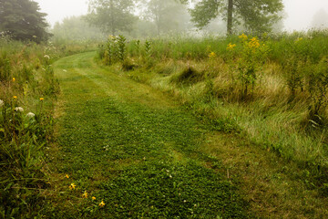 Obraz premium The fog from nearby Lake Michigan settles over the trails at the Forest Beach Migratory Preserve near Port Washington, Wisconsin in late August