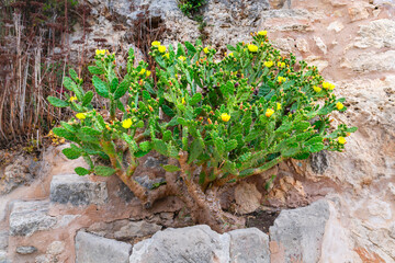Großer Kaktus der in den Felsen wächst