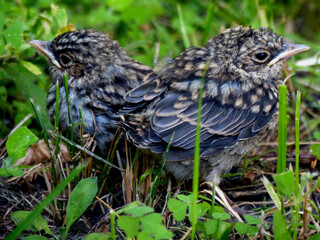 Fototapeta premium Birds on a background of grass. Two sparrows, baby birds