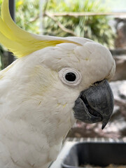 Sulfur Crested Cockatoo, Australia