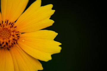 Close-up of a Coreopsis with a single dew drop on one leaf, at Kohler-Andrae State Park, Sheboygan, Wisconsin
